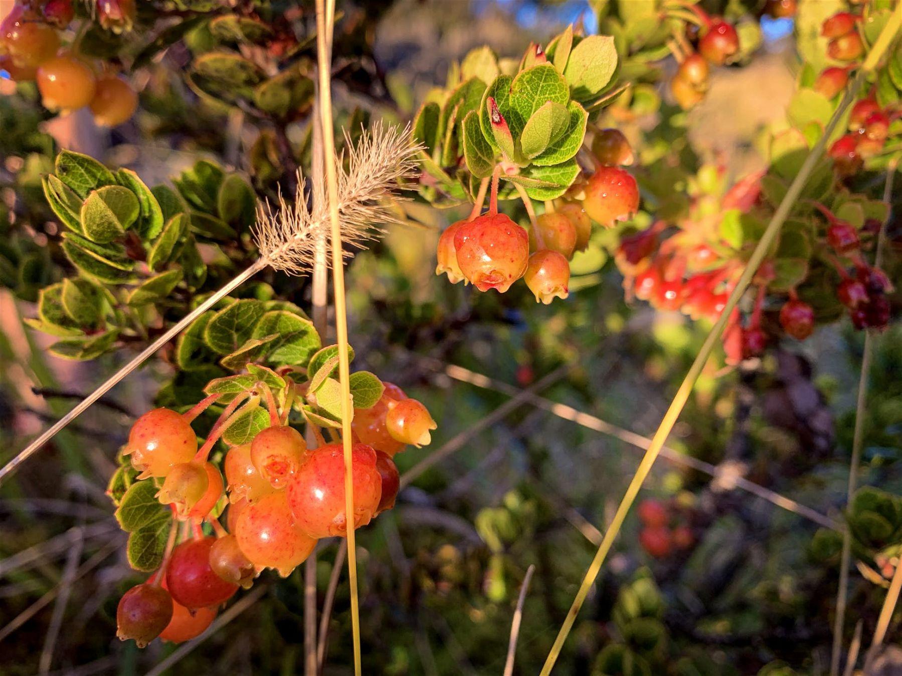 La pianta di ohelo produce bacche commestibili © Bailey Freeman / Lonely Planet